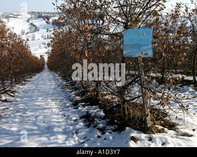 Pfad beschneit zwischen Obstbäumen in Piemont Italien Stockfoto