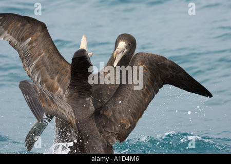 Nördlichen Riesen Sturmvögel kämpfen Kaikoura Marlborough Südinsel Neuseeland Macronectes giganteus Stockfoto