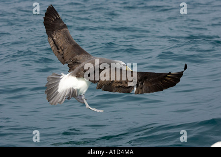 Salvin s Albatros schüchtern Albatros Kaikoura Marlborough Südinsel Neuseeland Thalassarche Cauta salvini Stockfoto