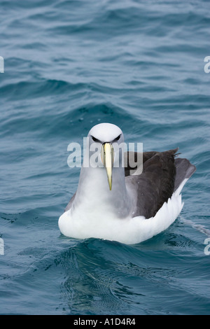 Salvin s Albatros schüchtern Albatros Kaikoura Marlborough Südinsel Neuseeland Thalassarche Cauta salvini Stockfoto