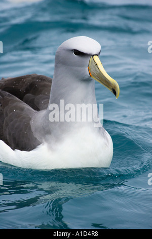 Salvin s Albatros schüchtern Albatros Kaikoura Marlborough Südinsel Neuseeland Thalassarche Cauta salvini Stockfoto