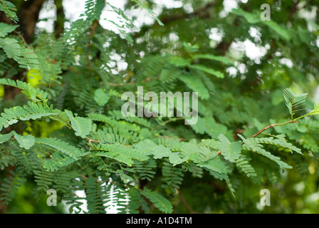 OBSTBAUM Tamarinde Tamarindus Indica L Leguminosae Fabaceae Tamarindo Tamarin Sampalok Stockfoto