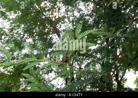 OBSTBAUM Tamarinde Tamarindus Indica L Leguminosae Fabaceae Tamarindo Tamarin Sampalok Stockfoto