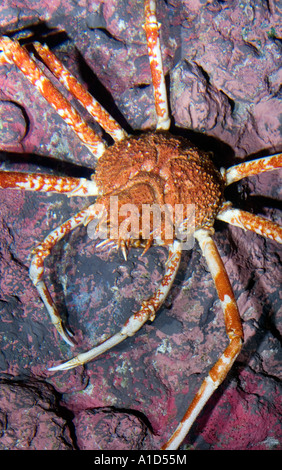 Die größte Krabbe lebendig GIANT SPIDER greifen Macrocheira Kaempferi japanische Japan PACIFIC OCEAN SEA Stockfoto