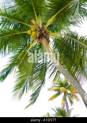 SENTOSA Island Isle Resort SILOSO BEACH Singapur Asien Kokosnüsse PALM Coco Nuss Früchte Blüte Blüte Halfripe halb Reife grün Stockfoto