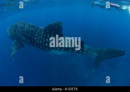 nu2159. Walhai Rhincodon Typus. Galapagos-Inseln, Ecuador. Pazifischen Ozean. Foto Copyright Brandon Cole Stockfoto