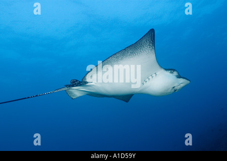 nu2591. Spotted Eagle Ray, Aetobatus Narinari. Galapagos, Pazifischen Ozean. Foto Copyright Brandon Cole Stockfoto