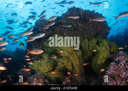 nu2851. Pacific Creolefish, Paranthias Kolonos, Schulbildung über Riff. Galapagos. Foto Copyright Brandon Cole Stockfoto