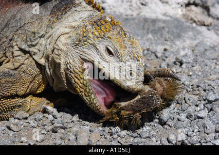 nu72135. Land Iguana, Conolophus Subcristatus Kaktus Essen. Galapagos-Inseln. Pazifischen Ozean Foto Copyright Brandon Cole Stockfoto