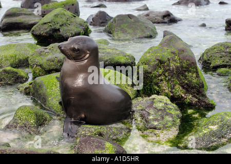 nu72461. Galapagos-Seelöwen, Zalophus Wollebaeki, Welpen in der Gezeitenzone. Galapagos-Inseln. Foto Copyright Brandon Cole Stockfoto