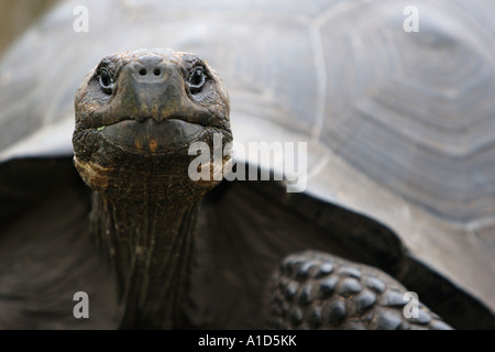 nu72577. Galapagos Riesenschildkröte Geochelone Elephantopus. Galapagos-Inseln. Foto Copyright Brandon Cole Stockfoto