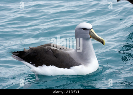 Salvin s Albatros schüchtern Albatros Kaikoura Marlborough Südinsel Neuseeland Thalassarche Cauta salvini Stockfoto