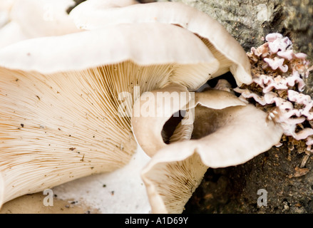 Pilze wachsen auf Baumstamm Stockfoto