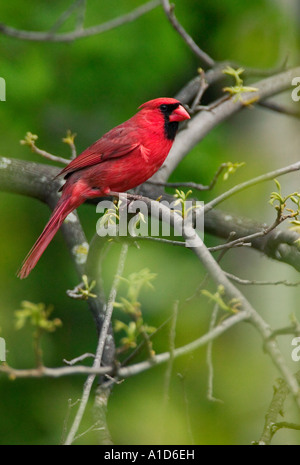 Eine nördliche Kardinal sitzt in angehende Baum im Frühling Minnesota. Stockfoto