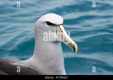 Salvin s Albatros schüchtern Albatros Kaikoura Marlborough Südinsel Neuseeland Thalassarche Cauta salvini Stockfoto