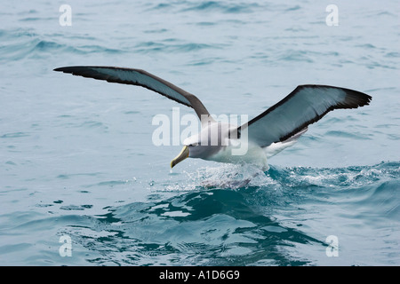 Salvin s Albatros schüchtern Albatros Kaikoura Marlborough Südinsel Neuseeland Thalassarche Cauta salvini Stockfoto