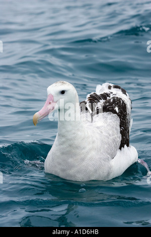 Gibson s Albatros Wanderalbatros Kaikoura Marlborough Südinsel Neuseeland Diomedea gibsoni Stockfoto