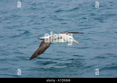 Salvin s Albatros schüchtern Albatros Kaikoura Marlborough Südinsel Neuseeland Thalassarche Cauta salvini Stockfoto