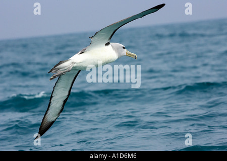 Salvin s Albatros schüchtern Albatros Kaikoura Marlborough Südinsel Neuseeland Thalassarche Cauta salvini Stockfoto