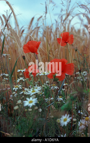 Klatschmohn im Gerstenfeld Stockfoto