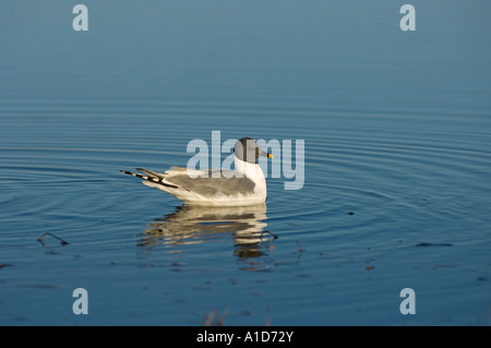 Sabines Möve Xema Sabini Angeln in einem Süßwassersee in den nationalen Erdöl-Reserven vor Point Barrow Arktis Alaskas Stockfoto