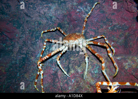 Die größte Krabbe lebendig GIANT SPIDER greifen Macrocheira Kaempferi japanische Japan PACIFIC OCEAN SEA Stockfoto