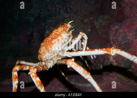 Die größte Krabbe lebendig GIANT SPIDER greifen Macrocheira Kaempferi japanische Japan PACIFIC OCEAN SEA Stockfoto