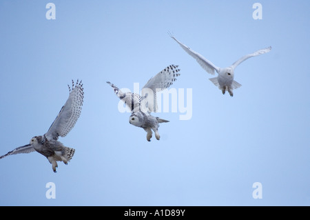 Schneeeule Nyctea Scandiaca Jungvögel und einen Erwachsenen im Flug außerhalb Point Barrow nationalen Erdöl Reserven Arktis Alaska Stockfoto