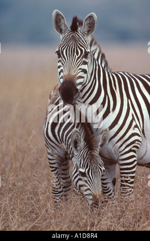 Ein Paar von Burchells Zebra Equus burchelli Stockfoto
