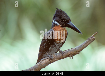 Riesiges Kingfisher Ceryle maximima Stockfoto