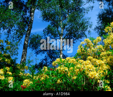 Azaleen und Birke im Sommer Isabella Plantation Richmond Park UK Stockfoto