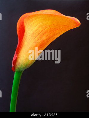 Calla Lily bei Tageslicht hautnah Stockfoto