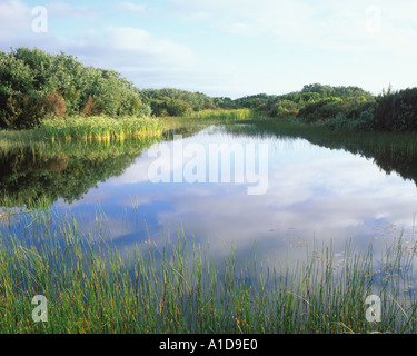 am frühen Morgen Sommer Teich mit Cloud Reflexionen Stockfoto