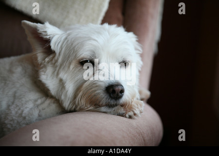 Westie Hund in Ruhe Stockfoto