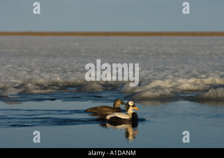 brillentragende Eiderente Somateria Fischeri paar auf einem teilweise gefrorenen Süßwasser Teich vor Point Barrow, Alaska Stockfoto