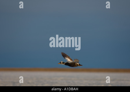 brillentragende Eider Somateria Fischeri Männchen im Flug nationale Erdöl-Reserven vor Point Barrow, Alaska Stockfoto