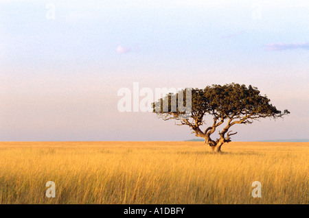 Eine einsame Akazie sticht auf der Serengeti Plains. Tansania Afrika Stockfoto