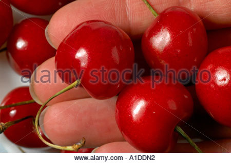 Eine Reihe von roten Kirschen Stockfoto