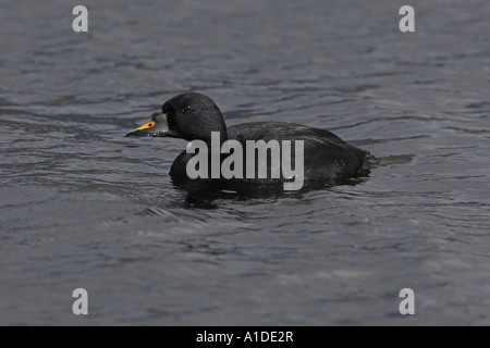 Gemeinsamen Scoter Melanitta nigra Stockfoto