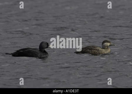 Gemeinsamen Scoter Melanitta nigra Stockfoto