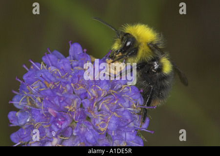 Frühe Hummel, Bombus Pratorum, Nectaring am Devil's Bit Witwenblume Stockfoto