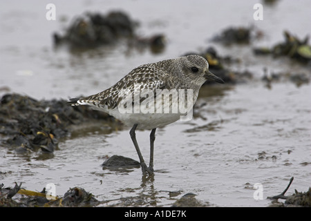 Grey Plover Pluvialis Squatarola, Fütterung auf Wattwanderungen im Winter. Stockfoto