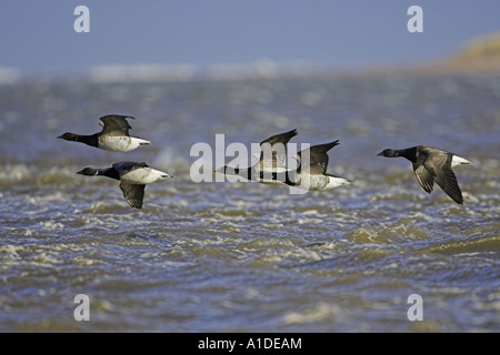 Blass-bellied Ringelgänse, Branta Bernicla im Flug Stockfoto