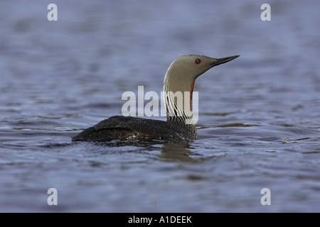 Sterntaucher, Gavia stellata Stockfoto