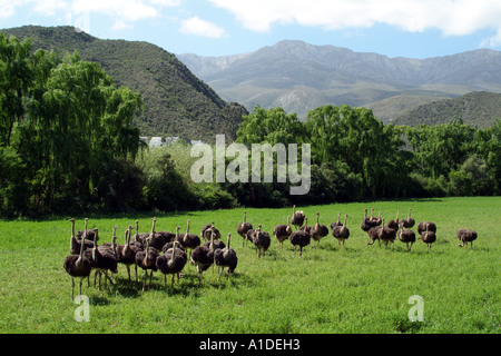 Strauß, die Landwirtschaft in den südlichen Ausläufern der Swartberg Mountains in der Nähe von Oudtshoorn Südafrika RSA Stockfoto