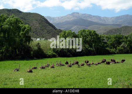 Strauß, die Landwirtschaft in den südlichen Ausläufern der Swartberg Mountains in der Nähe von Oudtshoorn Südafrika RSA Stockfoto