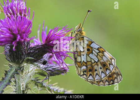 Kleine Perle-umrandeten FritillaryButterfly, Boloria Selene ernähren sich von Nektar von Marsh Distel, Cirsium palustre Stockfoto