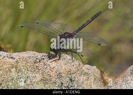 Männliche White-faced Darter Libelle, Leucorrhinia Dubia ruht auf Felsen Stockfoto