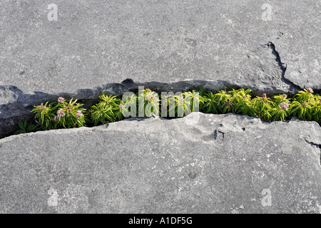 Hanf agrimony (eupatorium cannabinum) im Zerfurcht Kalkstein Bereich des Burren, Burren, Clare, Irland Stockfoto