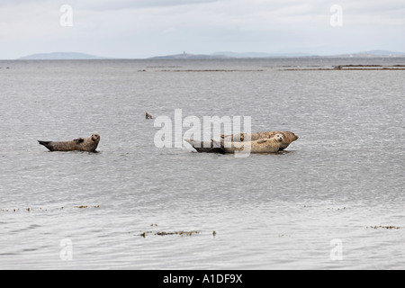 Ringelrobben (phoca Hispida) in einer seichten Bucht, Inis MOR, Aran Islands, Irland Stockfoto